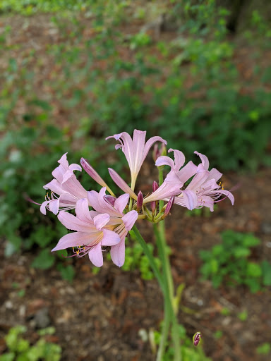 Nature Preserve «Woodend Sanctuary», reviews and photos, 8940 Jones Mill Rd, Chevy Chase, MD 20815, USA