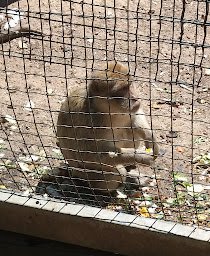 Photo n°20 de Zoo Parc des félins, les 3 Vallées à Montredon-Labessonnié ()