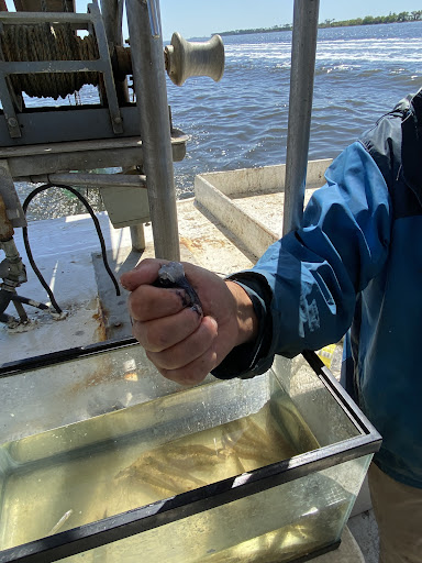 Cruise Agency «Biloxi Shrimping Trip», reviews and photos, 693 Beach Blvd, Biloxi, MS 39530, USA