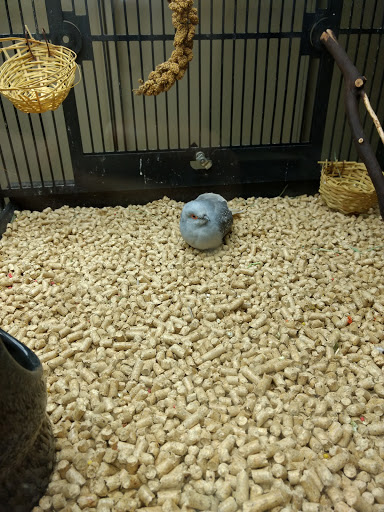 Pet Supply Store «PetSmart», reviews and photos, 1801 Howell Mill Rd NW, Atlanta, GA 30318, USA