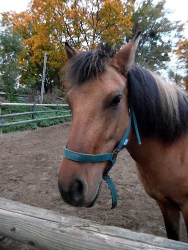 equitation saint max à Saint-Max