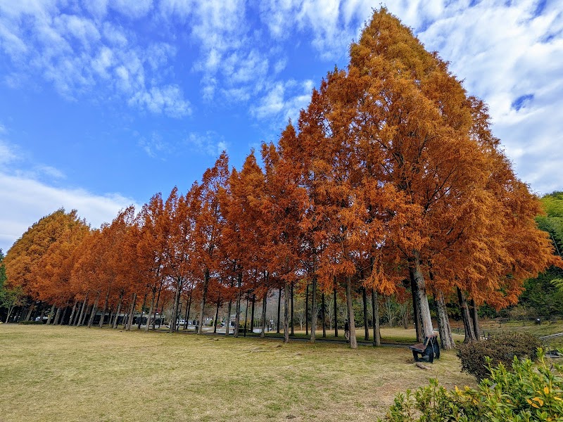 日本へそ公園メタセコイア並木