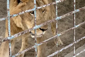 Saihat Zoo image
