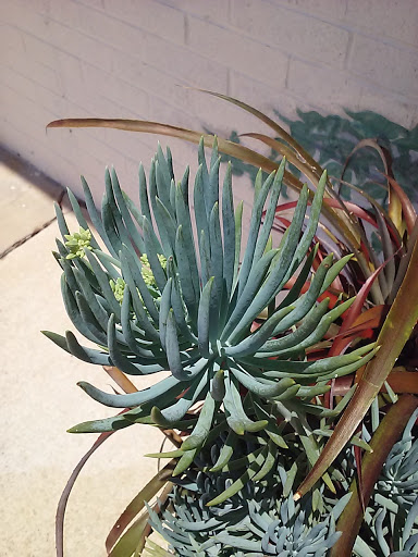 Discount Store «Dollar General», reviews and photos, 12861 GA-142, Oxford, GA 30054, USA