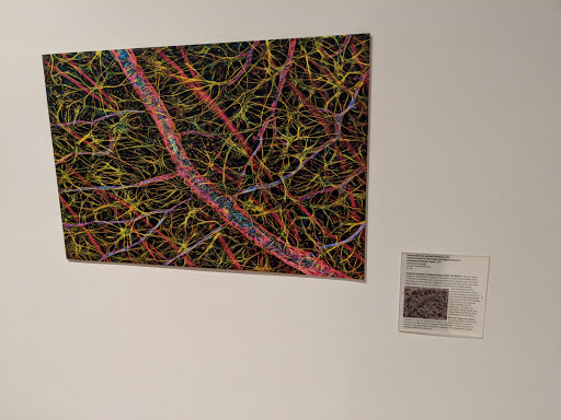 Art Gallery «Grey Art Gallery», reviews and photos, 100 Washington Square E, New York, NY 10003, USA