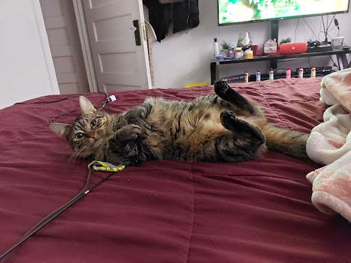 Pet Supply Store «PetSmart», reviews and photos, 5001 Sergeant Rd, Sioux City, IA 51106, USA