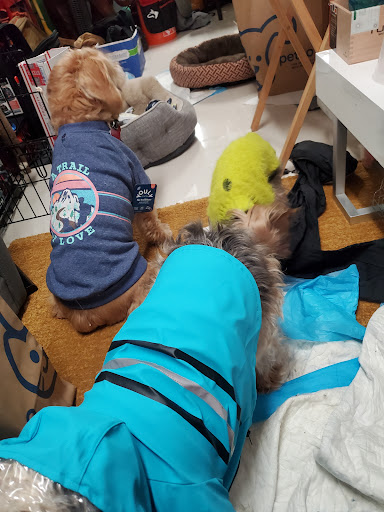 Pet Supply Store «Petco Animal Supplies», reviews and photos, 9111 Metropolitan Ave, Rego Park, NY 11374, USA