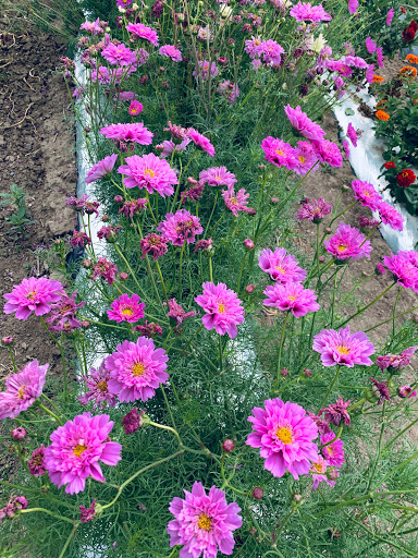 Produce Market «Berry Patch Farms», reviews and photos, 13785 Potomac St, Brighton, CO 80601, USA