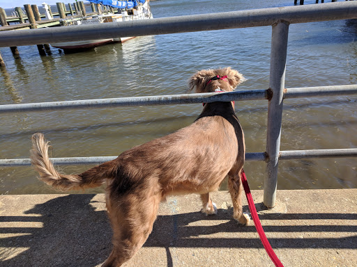 Art Museum «Annapolis Maritime Museum», reviews and photos, 723 2nd St, Annapolis, MD 21403, USA