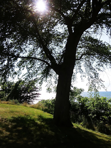 Winery «Old Firehouse Winery», reviews and photos, 5499 Lake Rd E, Geneva, OH 44041, USA