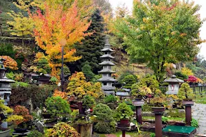 Giardino Museo Bonsai della Serenità image