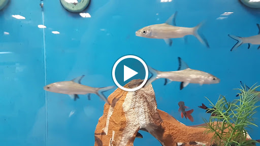 Pet Supply Store «PetSmart», reviews and photos, 11835 Retail Dr, Wake Forest, NC 27587, USA