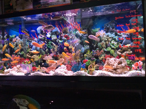 Pet Store «Tropical Pets», reviews and photos, 308 E 204th St, Bronx, NY 10467, USA