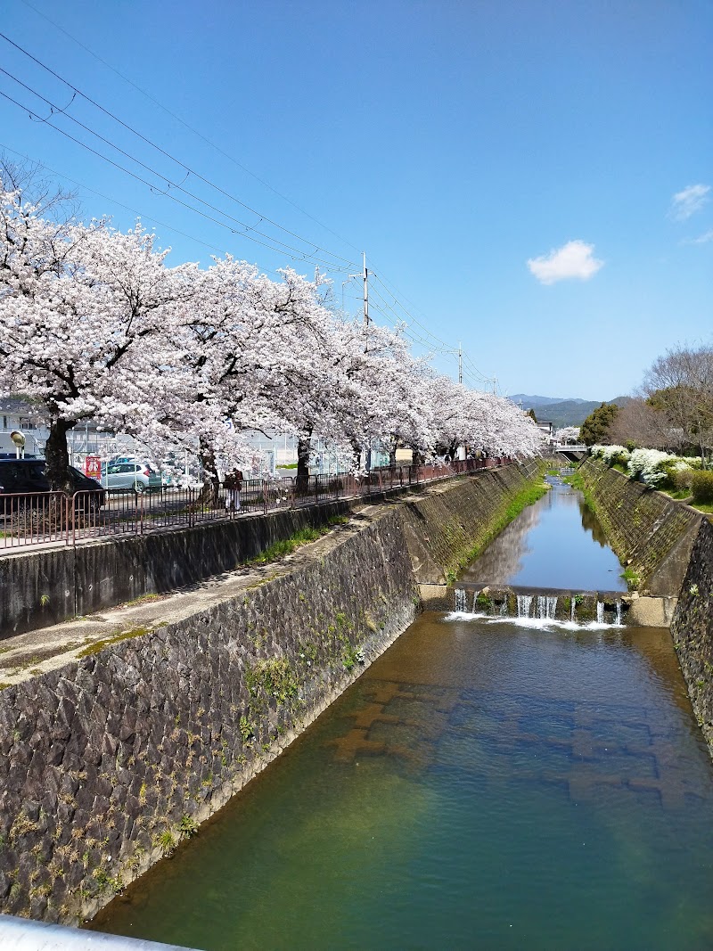 岩倉川の桜並木