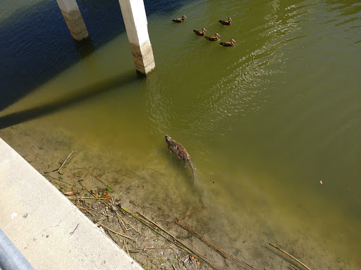 Coffee Shop «Sugar Bean Coffee and Cream», reviews and photos, 11 Evia Main, Galveston, TX 77554, USA