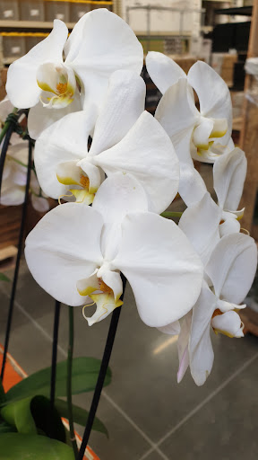 Home Improvement Store «The Home Depot», reviews and photos, 7200 W Colfax Ave, Lakewood, CO 80214, USA