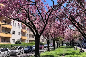 Kirschblüten image
