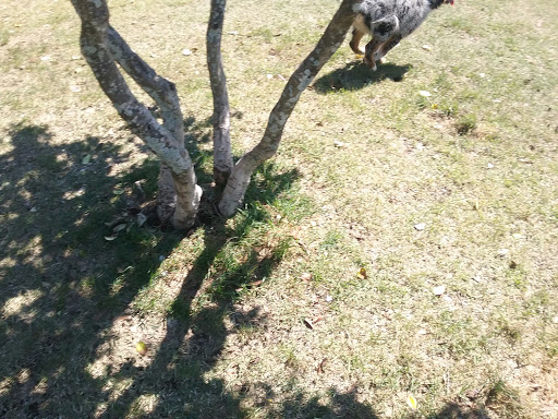 Park «Al Helms Dog Park», reviews and photos, 1022 Balboa Ave, Panama City, FL 32401, USA