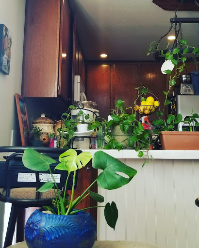 Florist «Plant Safari», reviews and photos, 653 N Central Ave, Upland, CA 91786, USA