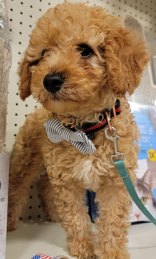 Pet Supply Store «PetSmart», reviews and photos, 198 Promenade Blvd, Flowood, MS 39232, USA