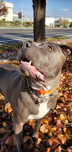 Harley-Davidson Dealer «Santa Clarita Harley-Davidson», reviews and photos, 21130 Centre Pointe Pkwy, Santa Clarita, CA 91350, USA