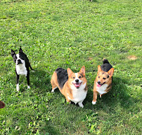 Greenlin Pet Resorts - Photo 9 - Car repair in Mechanicsburg, PA, Harrisburg