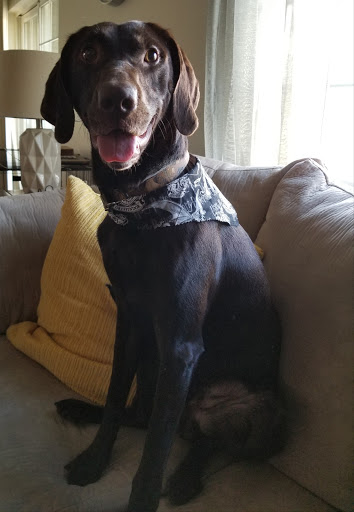 Pet Groomer «B-I-S Pet Grooming», reviews and photos, 5670 Main St, Springfield, OR 97478, USA