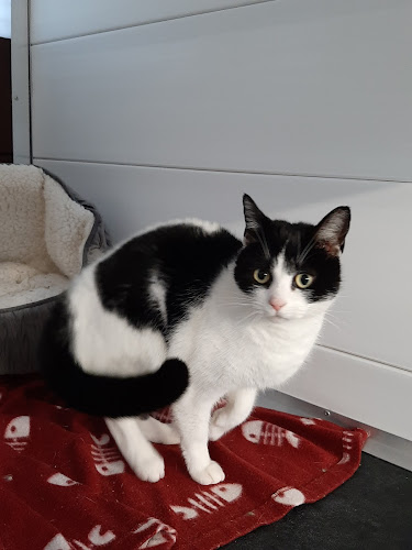 Pets Haven Boarding Cattery - Worcester