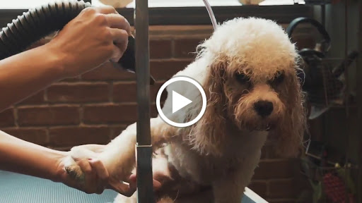 Pet Supply Store «EarthWise Pet Supply East Village», reviews and photos, 1051 Market St, San Diego, CA 92101, USA