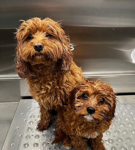 Pet Salon & Boutique by Tranquility