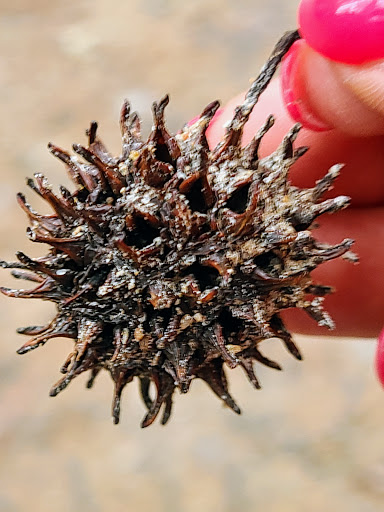 Park «Jesse H. Jones Park & Nature Center», reviews and photos, 20634 Kenswick Dr, Humble, TX 77338, USA