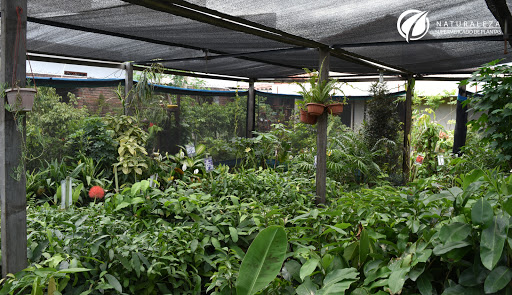 Naturaleza Supermercado De Plantas