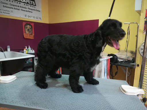 Raquel&Pets Peluquería Canina - Sotillo de la Adrada