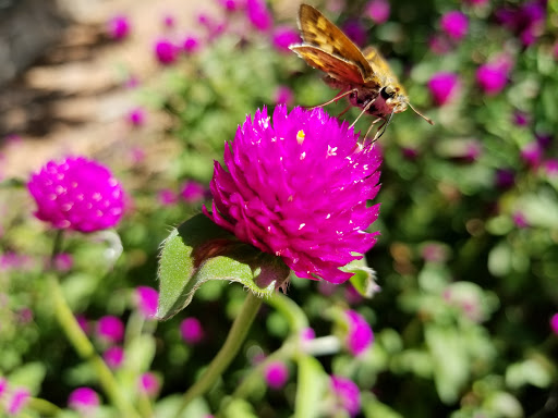 Park «Walter Reed Community Center», reviews and photos, 2909 16th St S, Arlington, VA 22204, USA