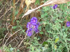 Woodsdale Regional Park - photo 10
