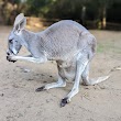 Kangaroo Farm
