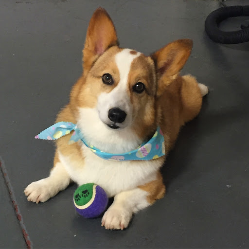 Pet Groomer «The Fetch House», reviews and photos, 130 W Washington St, Madison, GA 30650, USA