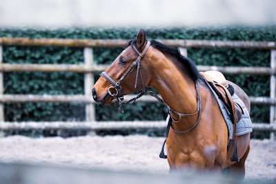 Ecole d'équitation Le Manoir à La Ferté-en-Ouche