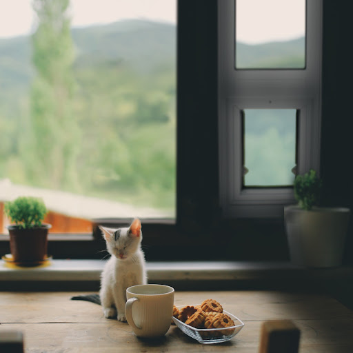 Pet Supply Store «Moore Pet Supplies», reviews and photos, 3170 Airport Dr, La Crosse, WI 54603, USA