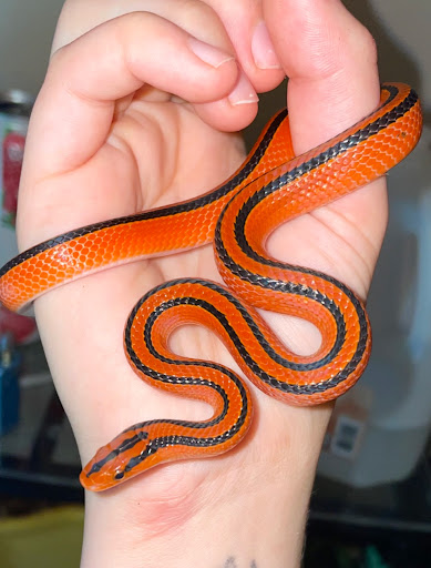 Pet Supply Store «PetSmart», reviews and photos, 849 E 23rd St, Panama City, FL 32405, USA