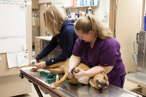 Aerowood Animal Hospital Ps Inc: Kornmann Conrad DVM image