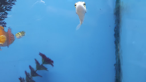 Pet Store «Fish Aquariums & Stuff», reviews and photos, 6112 W Fairview Ave, Boise, ID 83704, USA