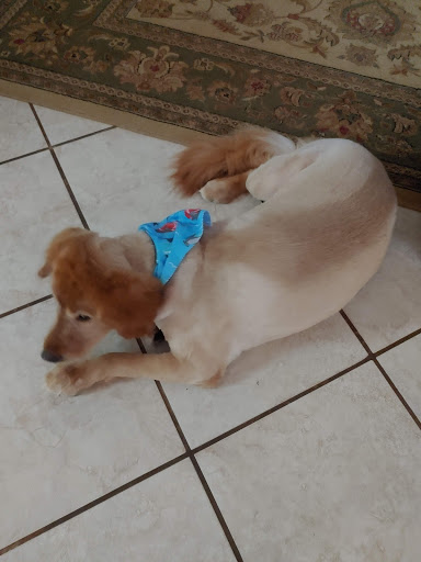 Pet Groomer «Bridgemill Pets», reviews and photos, 3760 Sixes Rd, Canton, GA 30114, USA