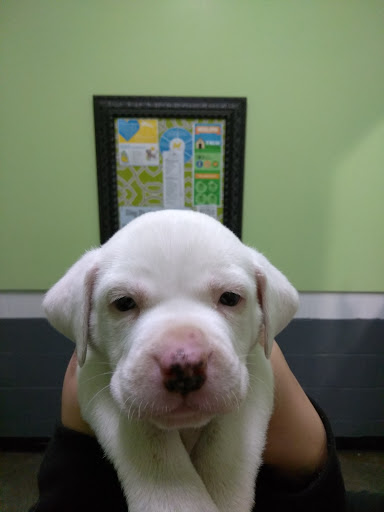 Animal Protection Organization «Greenville Humane Society», reviews and photos