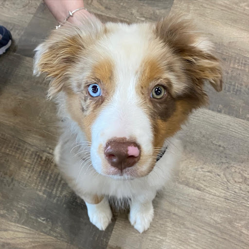 Pet Supply Store «Pet Barn Inc», reviews and photos, 167 Jennifer Rd # G, Annapolis, MD 21401, USA