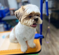 Doggy Shop Grooming - Photo 2 - Car repair in Las Cruces, NM, Las Cruces