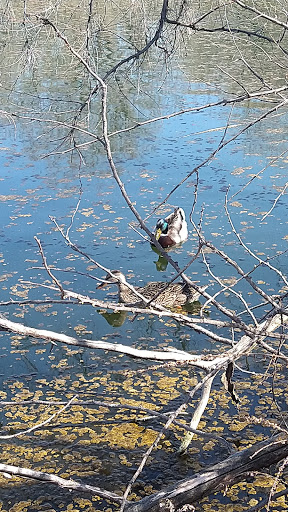 Nature Preserve «Wilson Springs Ponds», reviews and photos, 3209-3507 S Powerline Rd, Nampa, ID 83686, USA