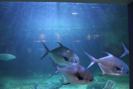 Aquarium «Atlantic City Aquarium», reviews and photos, 800 N New Hampshire Ave, Atlantic City, NJ 08401, USA