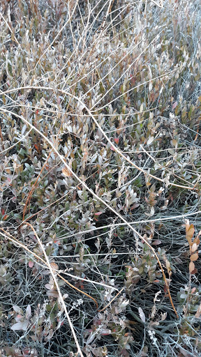 Nature Preserve «Mud Lake Bog Nature Preserve», reviews and photos, 905 E Elm Valley Rd, Buchanan, MI 49107, USA