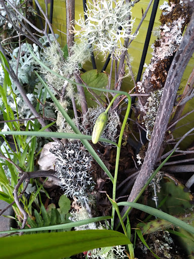 Florist «By the Bunch», reviews and photos, 7042 SE Milwaukie Ave, Portland, OR 97202, USA